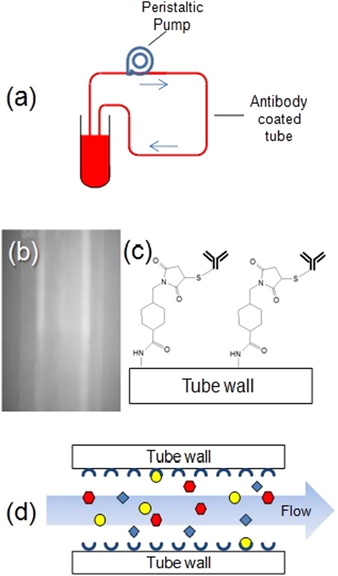 https://cdn.ncbi.nlm.nih.gov/pmc/blobs/f85a/5514083/2a597e23ace3/41598_2017_5854_Fig1_HTML.jpg