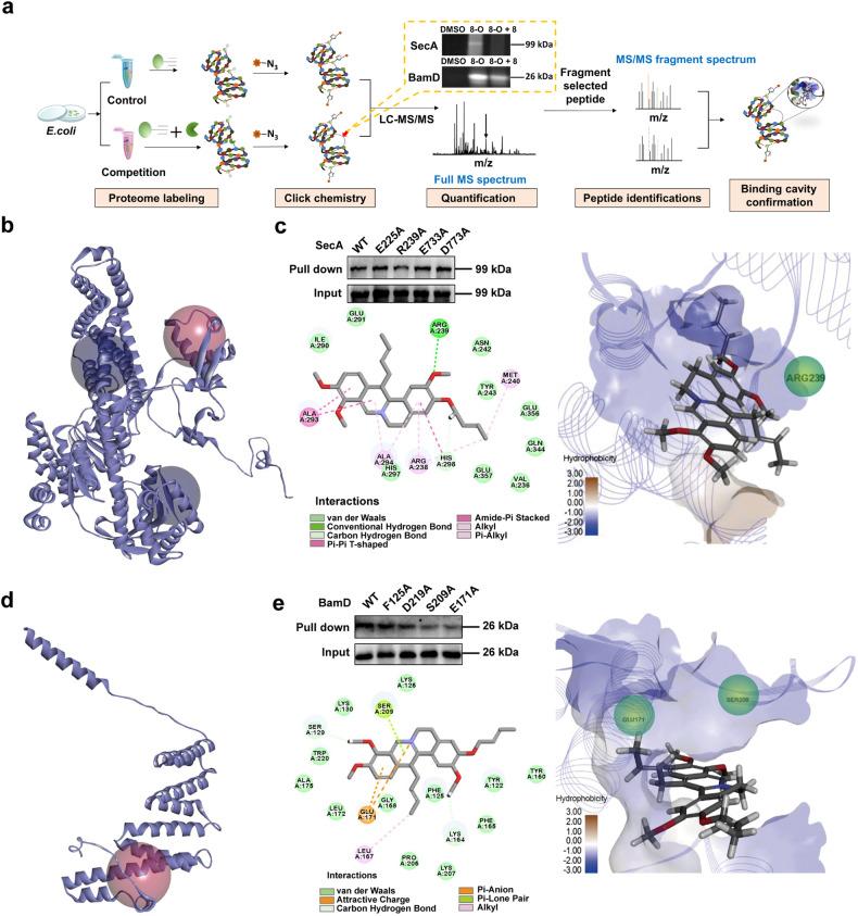 https://cdn.ncbi.nlm.nih.gov/pmc/blobs/f85b/11228022/ff3681f12657/41392_2024_1895_Fig5_HTML.jpg