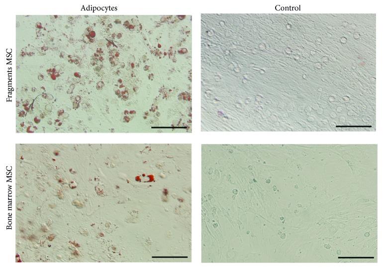 https://cdn.ncbi.nlm.nih.gov/pmc/blobs/f85c/4363588/a5b1a1ce97f7/SCI2015-708906.006.jpg
