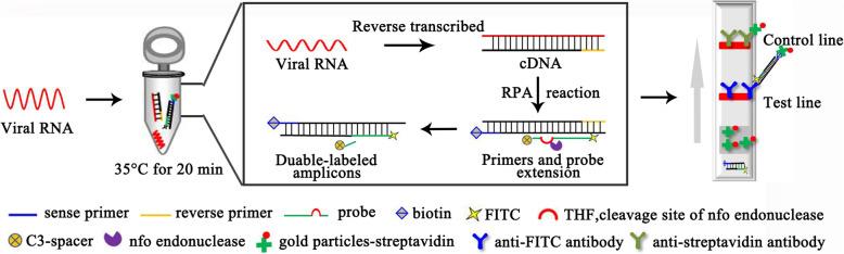 https://cdn.ncbi.nlm.nih.gov/pmc/blobs/f85e/8066846/8b3231fd98db/12917_2021_2880_Fig4_HTML.jpg