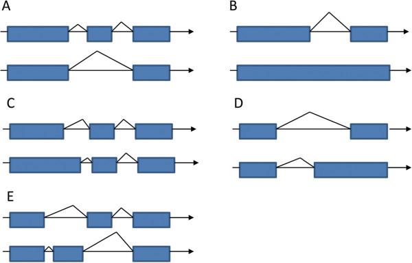https://cdn.ncbi.nlm.nih.gov/pmc/blobs/f85f/4203478/e2d3a5182207/12864_2014_6414_Fig1_HTML.jpg