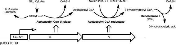 https://cdn.ncbi.nlm.nih.gov/pmc/blobs/f864/4405896/d95b9725ef32/12934_2015_236_Fig1_HTML.jpg
