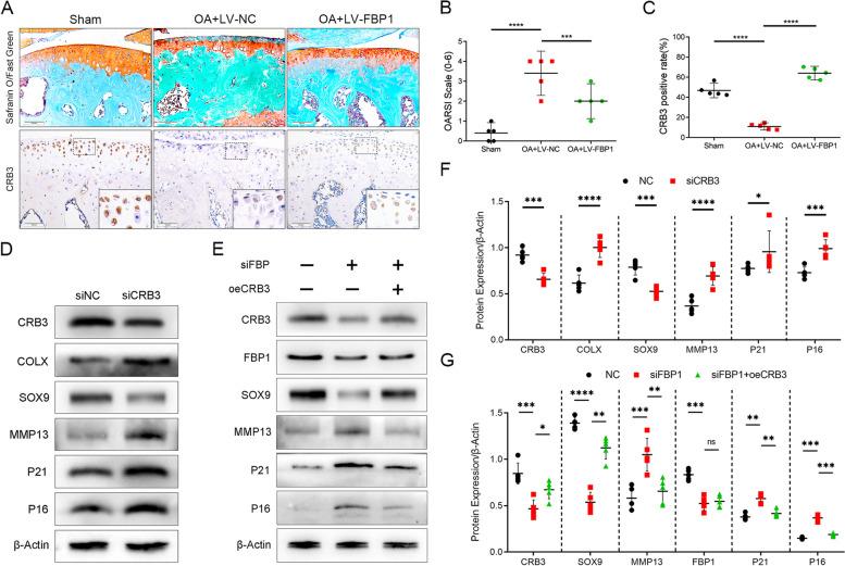 https://cdn.ncbi.nlm.nih.gov/pmc/blobs/f869/10694907/3788381cd41a/13075_2023_3221_Fig5_HTML.jpg