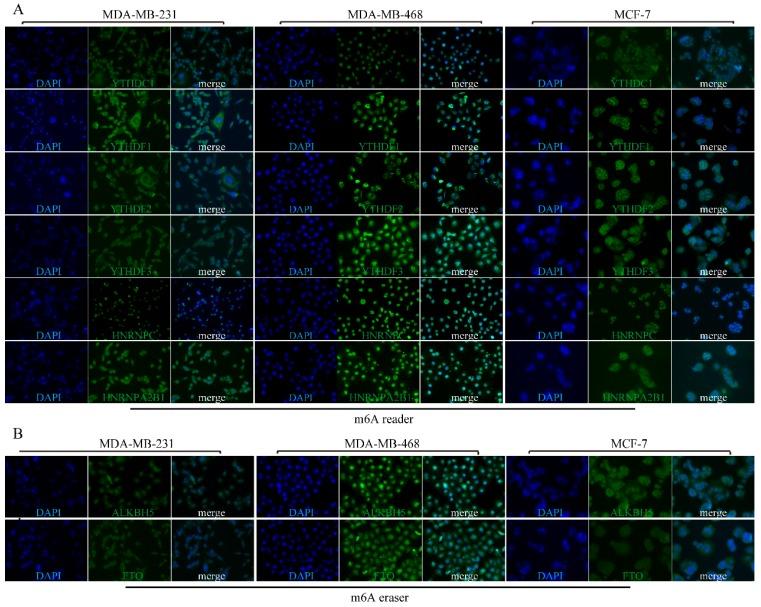 https://cdn.ncbi.nlm.nih.gov/pmc/blobs/f869/6775703/014fad7452db/jcav10p5447g008.jpg