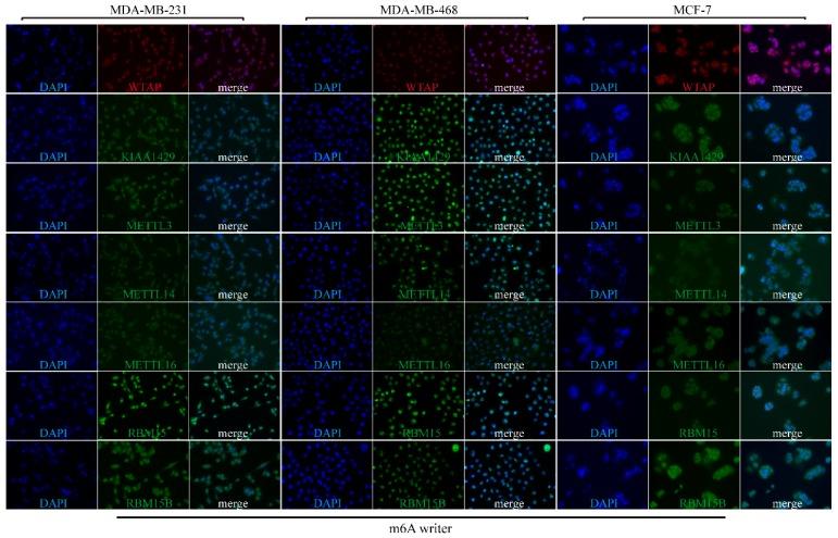 https://cdn.ncbi.nlm.nih.gov/pmc/blobs/f869/6775703/95771590d4e3/jcav10p5447g007.jpg