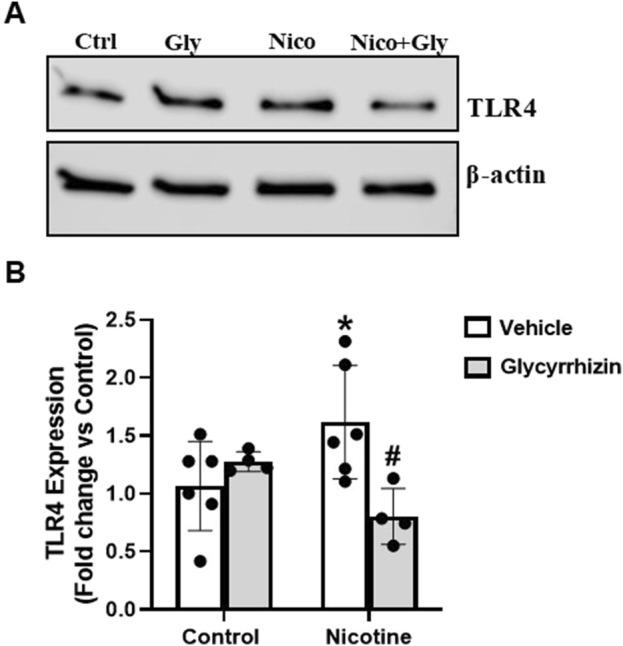 https://cdn.ncbi.nlm.nih.gov/pmc/blobs/f86b/11747285/0ed9c87a5f65/fphar-15-1540639-g005.jpg