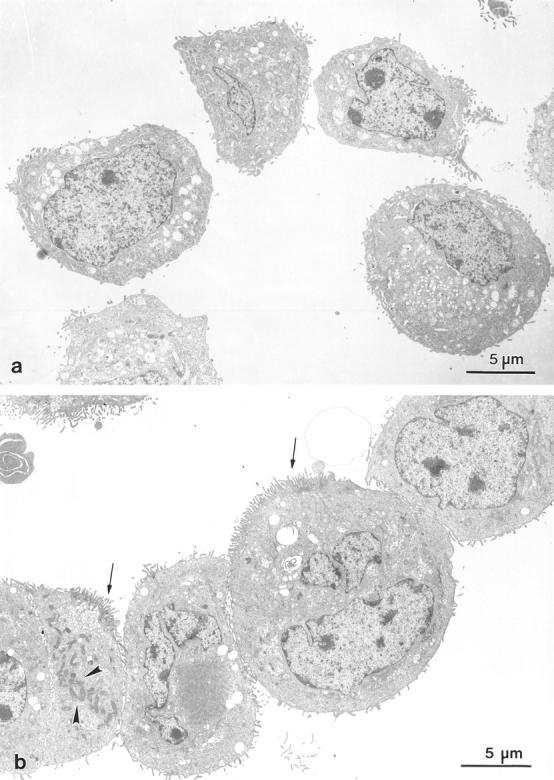 https://cdn.ncbi.nlm.nih.gov/pmc/blobs/f873/2138196/029036e55334/JCB.18919f3a.jpg