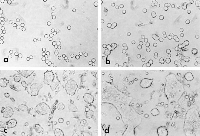 https://cdn.ncbi.nlm.nih.gov/pmc/blobs/f873/2138196/1e1ddb54ddc6/JCB.18919f2.jpg