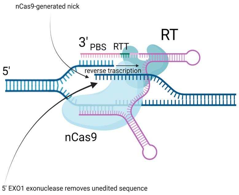 https://cdn.ncbi.nlm.nih.gov/pmc/blobs/f875/12026808/4b8f046c7e79/ijms-26-03596-g001.jpg