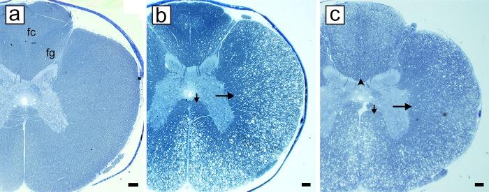 https://cdn.ncbi.nlm.nih.gov/pmc/blobs/f876/6980670/f0fec6e75190/pone.0228109.g002.jpg