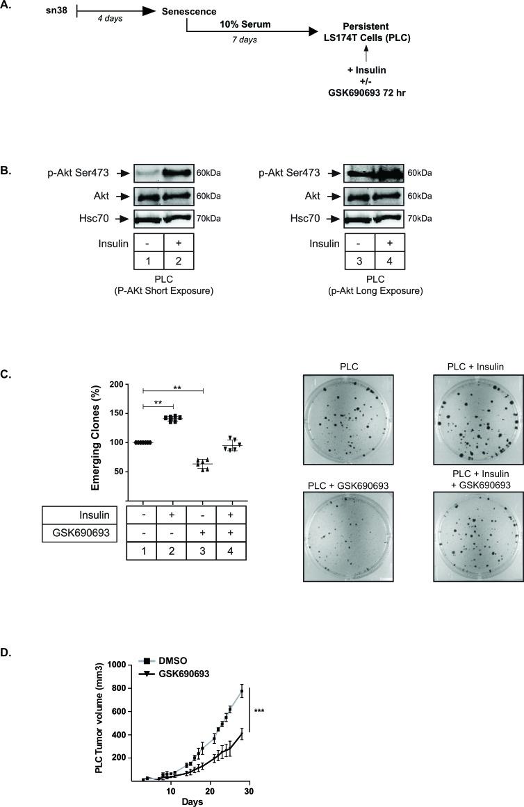 https://cdn.ncbi.nlm.nih.gov/pmc/blobs/f87a/4791236/4d1294f5ce2e/oncotarget-06-43342-g004.jpg