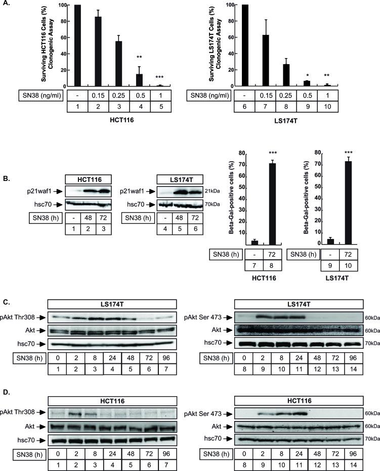 https://cdn.ncbi.nlm.nih.gov/pmc/blobs/f87a/4791236/f958bea51425/oncotarget-06-43342-g001.jpg