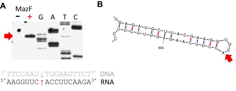 https://cdn.ncbi.nlm.nih.gov/pmc/blobs/f87b/12274833/b061cab6e310/gr3.jpg