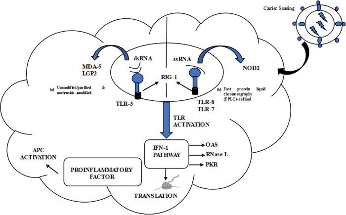 https://cdn.ncbi.nlm.nih.gov/pmc/blobs/f87c/11413818/0ffcdc8c19fd/OncolRes-32-43987-f003.jpg