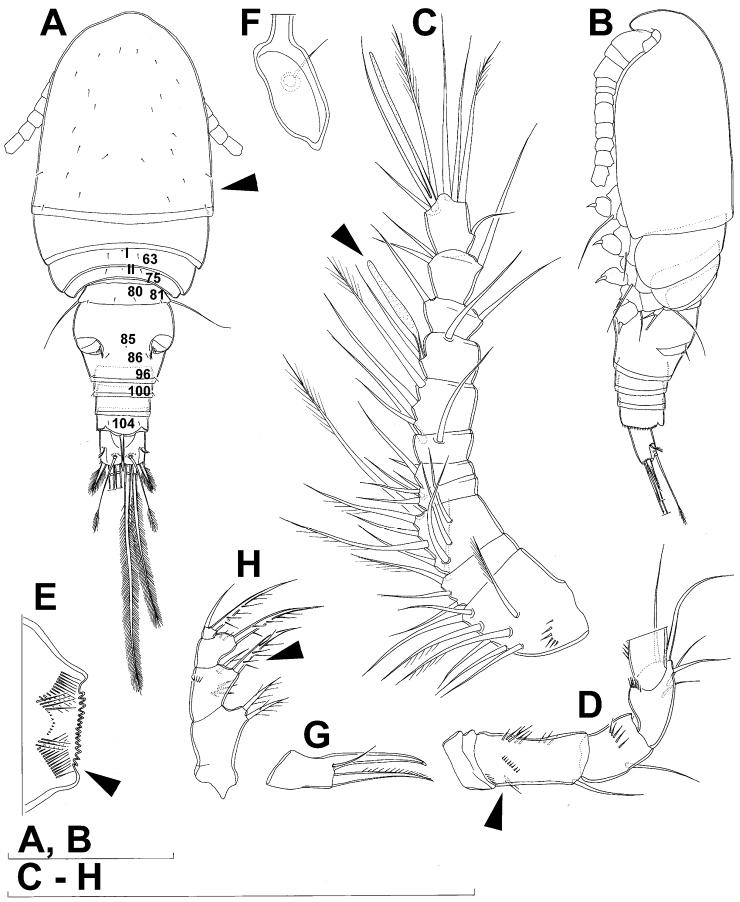 https://cdn.ncbi.nlm.nih.gov/pmc/blobs/f87d/3591758/2e5fdadb5e56/ZooKeys-267-001-g023.jpg