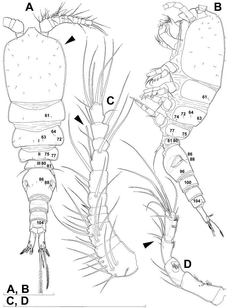https://cdn.ncbi.nlm.nih.gov/pmc/blobs/f87d/3591758/99862fee6157/ZooKeys-267-001-g009.jpg