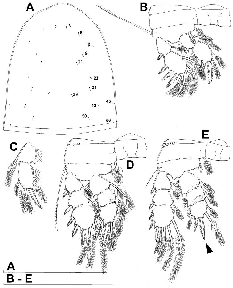 https://cdn.ncbi.nlm.nih.gov/pmc/blobs/f87d/3591758/9fec97b6ad7e/ZooKeys-267-001-g025.jpg