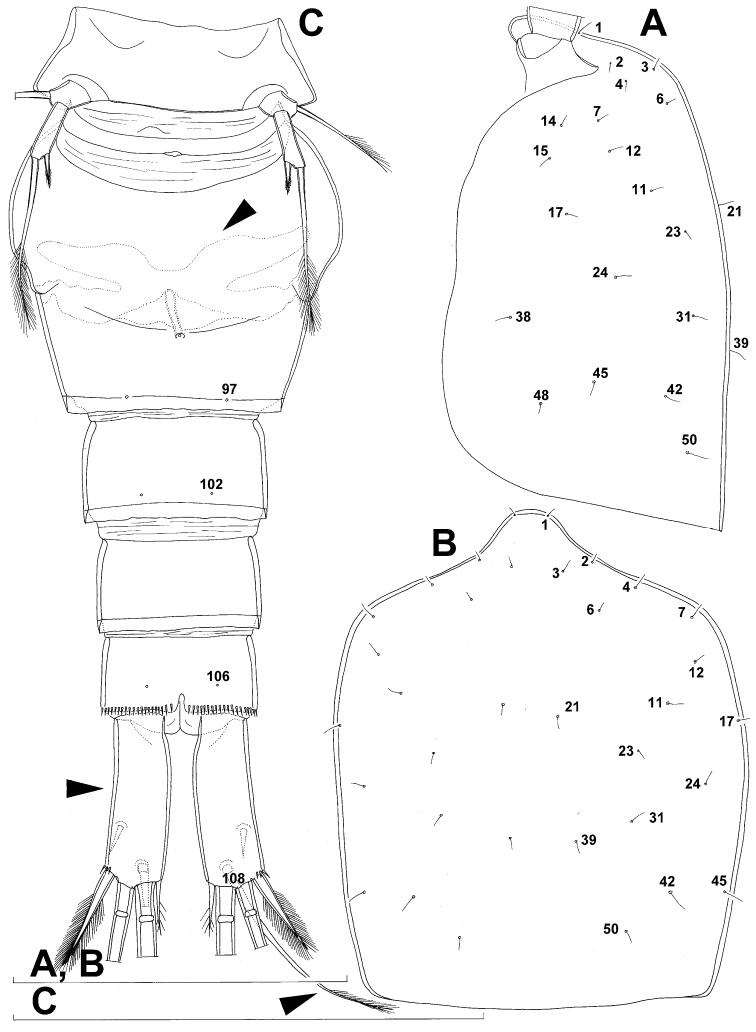 https://cdn.ncbi.nlm.nih.gov/pmc/blobs/f87d/3591758/b15b756d4a3f/ZooKeys-267-001-g010.jpg