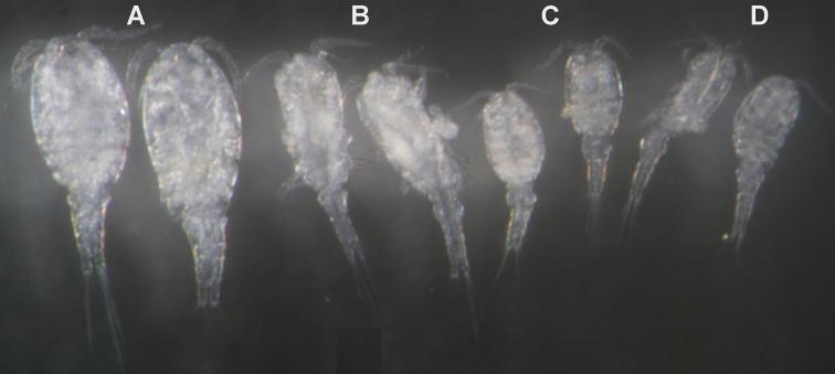 https://cdn.ncbi.nlm.nih.gov/pmc/blobs/f87d/3591758/ce052a843a57/ZooKeys-267-001-g027.jpg