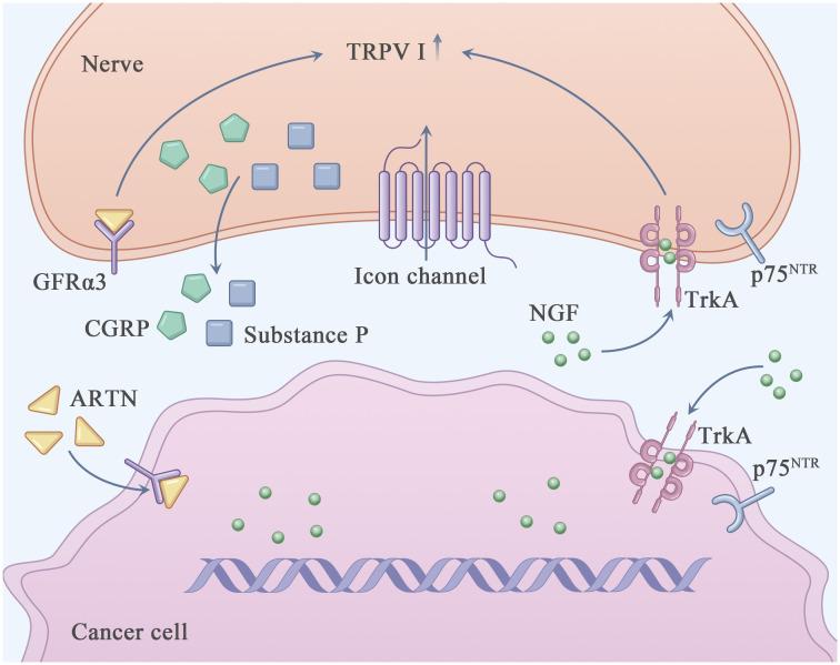 https://cdn.ncbi.nlm.nih.gov/pmc/blobs/f87e/11307098/8e24145c32ed/fonc-14-1421067-g001.jpg