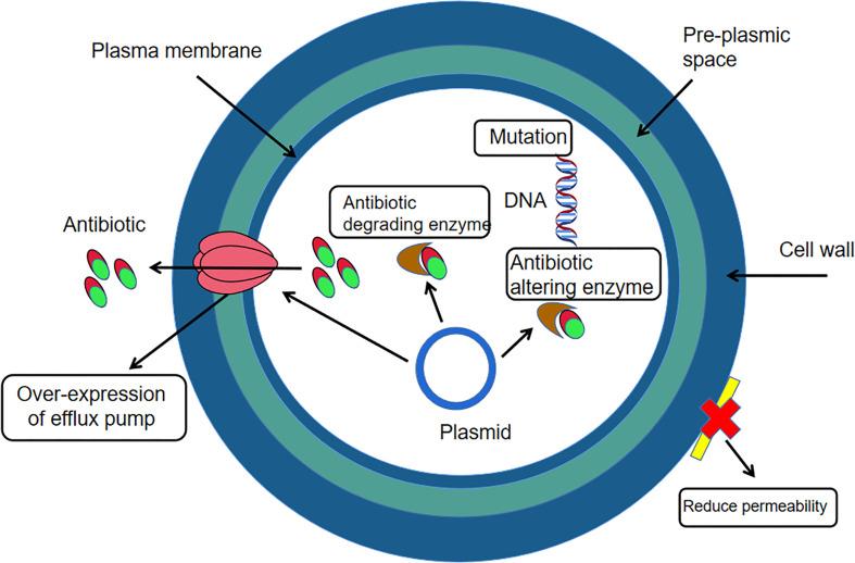https://cdn.ncbi.nlm.nih.gov/pmc/blobs/f888/10437066/75093ad40e3c/fcimb-13-1168189-g002.jpg