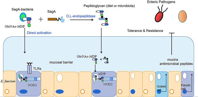 https://cdn.ncbi.nlm.nih.gov/pmc/blobs/f888/10437066/85480e1eb3d3/fcimb-13-1168189-g001.jpg