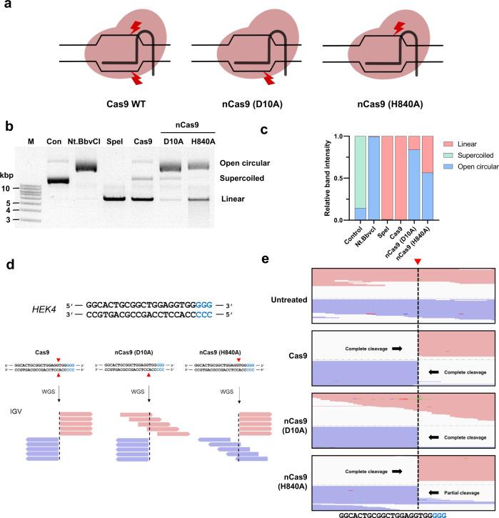 https://cdn.ncbi.nlm.nih.gov/pmc/blobs/f88a/10063541/9c14300b4eee/41467_2023_37507_Fig1_HTML.jpg