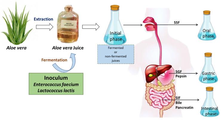 https://cdn.ncbi.nlm.nih.gov/pmc/blobs/f88c/9774616/0565502c3d31/antioxidants-11-02479-g001.jpg