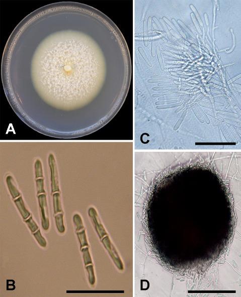 https://cdn.ncbi.nlm.nih.gov/pmc/blobs/f88d/7241681/9948d2ab93e1/fuse-2019-4-6-g005.jpg