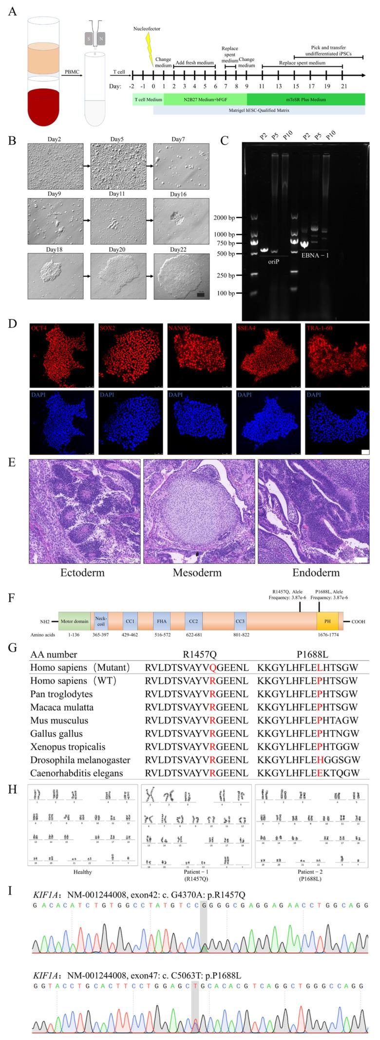 https://cdn.ncbi.nlm.nih.gov/pmc/blobs/f88f/11351720/a2a8b29485d5/biomedicines-12-01693-g001.jpg