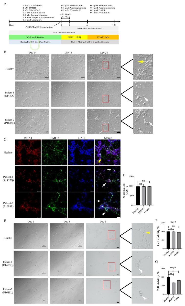 https://cdn.ncbi.nlm.nih.gov/pmc/blobs/f88f/11351720/f6cec566a968/biomedicines-12-01693-g004.jpg