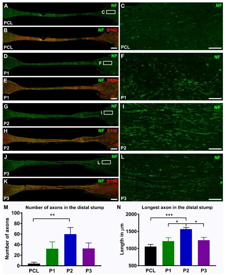 https://cdn.ncbi.nlm.nih.gov/pmc/blobs/f88f/9369339/c8af696b0cdb/ijms-23-08746-g007.jpg