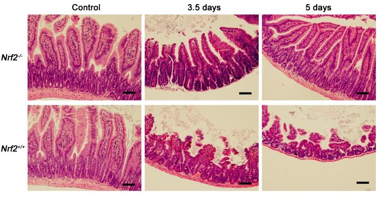 https://cdn.ncbi.nlm.nih.gov/pmc/blobs/f893/5578046/3e443f3461f9/ijms-18-01656-g005.jpg
