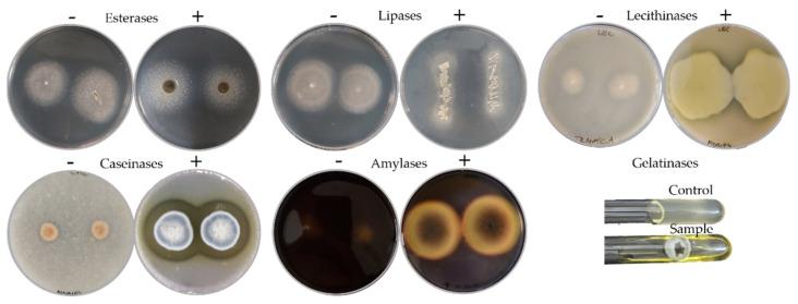 https://cdn.ncbi.nlm.nih.gov/pmc/blobs/f896/9224695/7d1e6d1947f9/jof-08-00589-g002.jpg