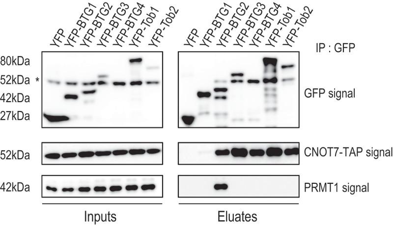 https://cdn.ncbi.nlm.nih.gov/pmc/blobs/f89b/8632095/2c99d753de1b/KRNB_A_1925476_F0007_B.jpg