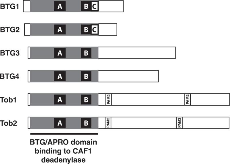 https://cdn.ncbi.nlm.nih.gov/pmc/blobs/f89b/8632095/b47a44944df7/KRNB_A_1925476_F0001_B.jpg