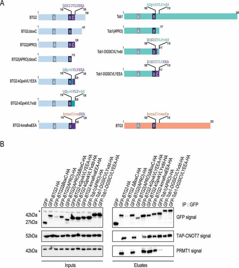 https://cdn.ncbi.nlm.nih.gov/pmc/blobs/f89b/8632095/ba25531bf326/KRNB_A_1925476_F0008_C.jpg