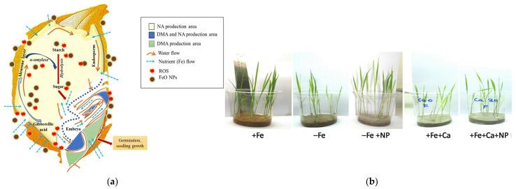 https://cdn.ncbi.nlm.nih.gov/pmc/blobs/f89b/9966375/d3424eb22f86/plants-12-00778-g001.jpg