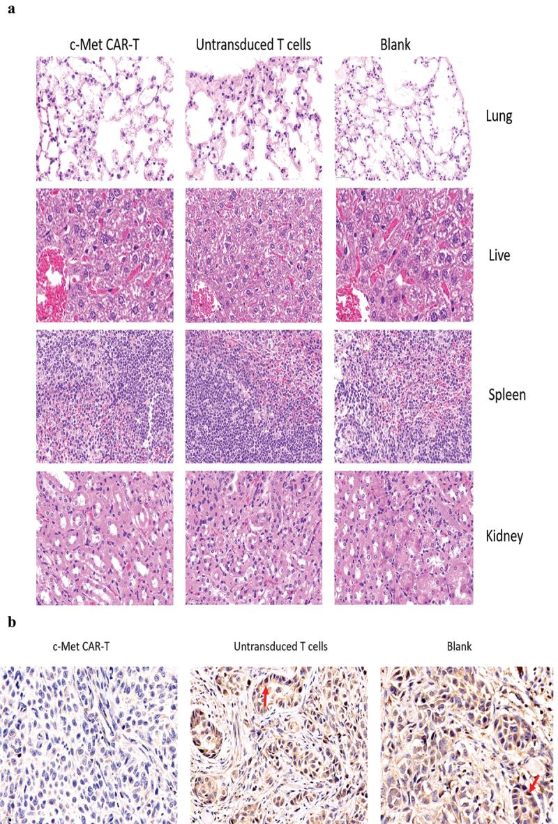 https://cdn.ncbi.nlm.nih.gov/pmc/blobs/f89e/9161852/0cf8a47439e3/KBIE_A_2058149_F0009a_OC.jpg