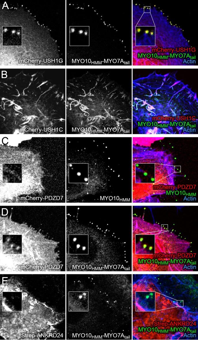 https://cdn.ncbi.nlm.nih.gov/pmc/blobs/f89f/5005036/808c85f2566a/elife-18312-fig6.jpg