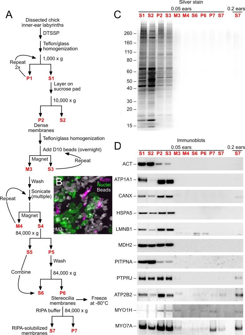 https://cdn.ncbi.nlm.nih.gov/pmc/blobs/f89f/5005036/a1e965819f20/elife-18312-fig1.jpg