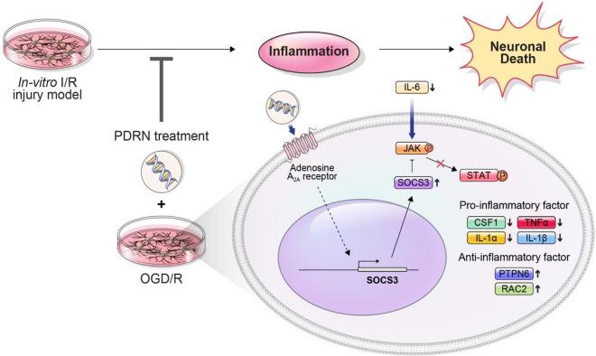 https://cdn.ncbi.nlm.nih.gov/pmc/blobs/f8a3/10097812/a27e79a06149/41598_2023_32744_Fig5_HTML.jpg