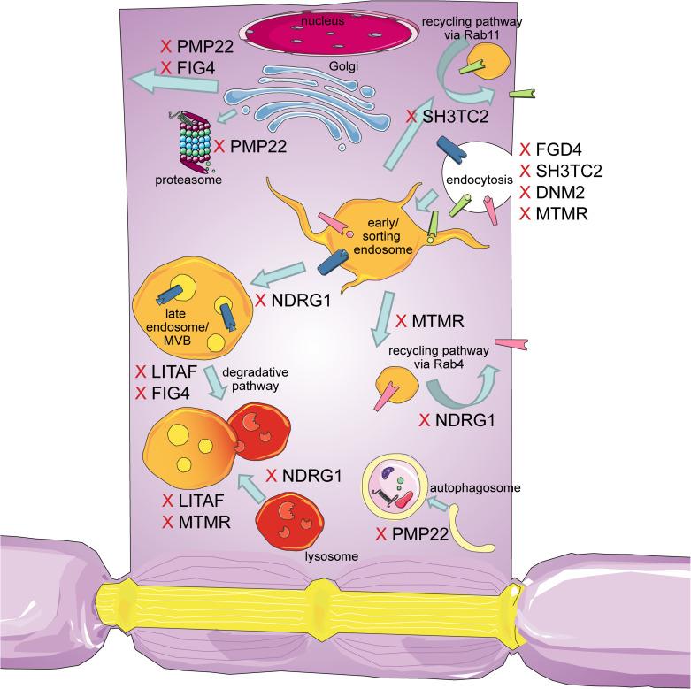https://cdn.ncbi.nlm.nih.gov/pmc/blobs/f8a3/8415527/fe7c399022c8/fnmol-14-695294-g002.jpg