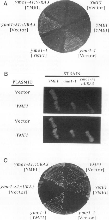 https://cdn.ncbi.nlm.nih.gov/pmc/blobs/f8a4/360248/f9220002dce6/molcellb00021-0300-a.jpg