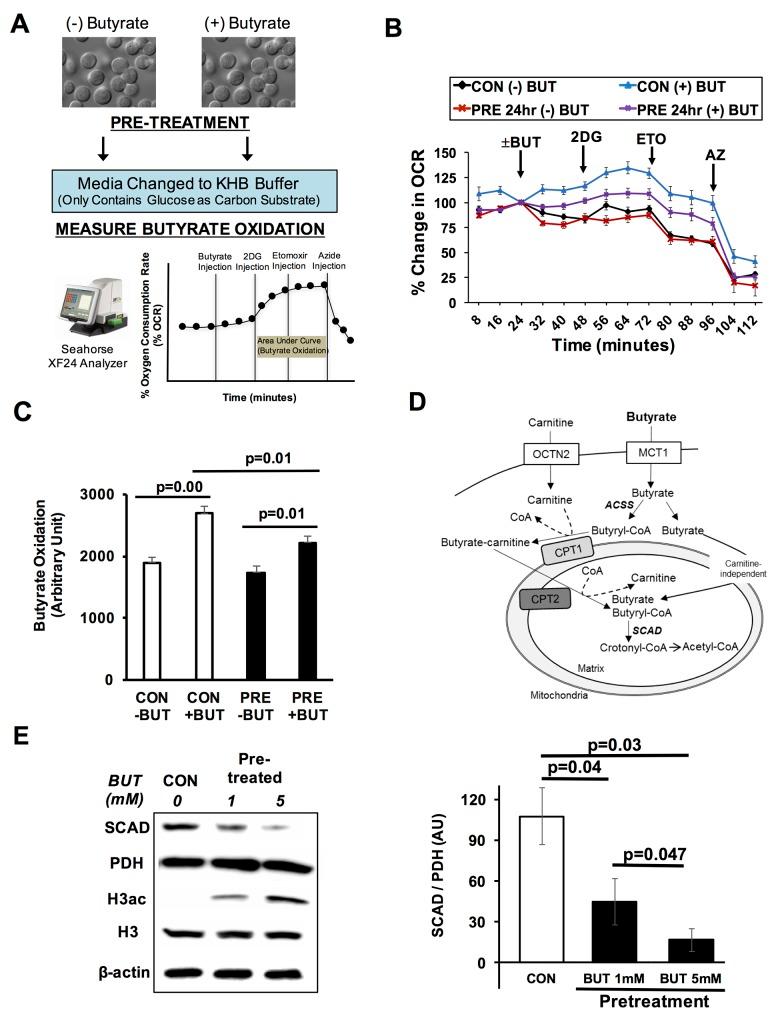 https://cdn.ncbi.nlm.nih.gov/pmc/blobs/f8af/6007476/8e0dad39a8e3/oncotarget-09-27280-g001.jpg