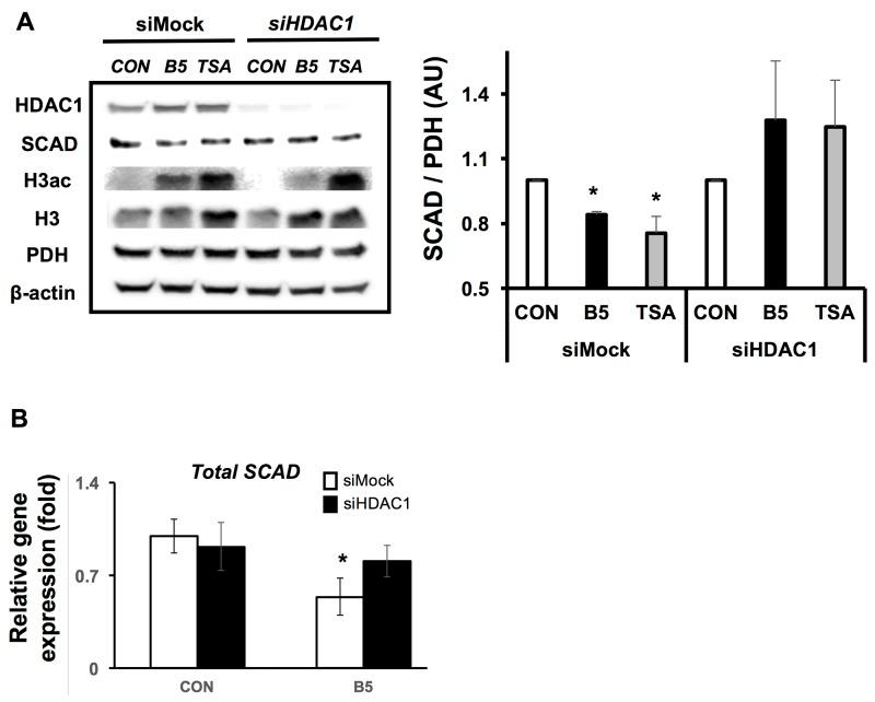 https://cdn.ncbi.nlm.nih.gov/pmc/blobs/f8af/6007476/ba42cb2d49f6/oncotarget-09-27280-g006.jpg
