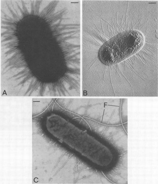https://cdn.ncbi.nlm.nih.gov/pmc/blobs/f8b0/263550/12526ad79635/iai00128-0319-a.jpg