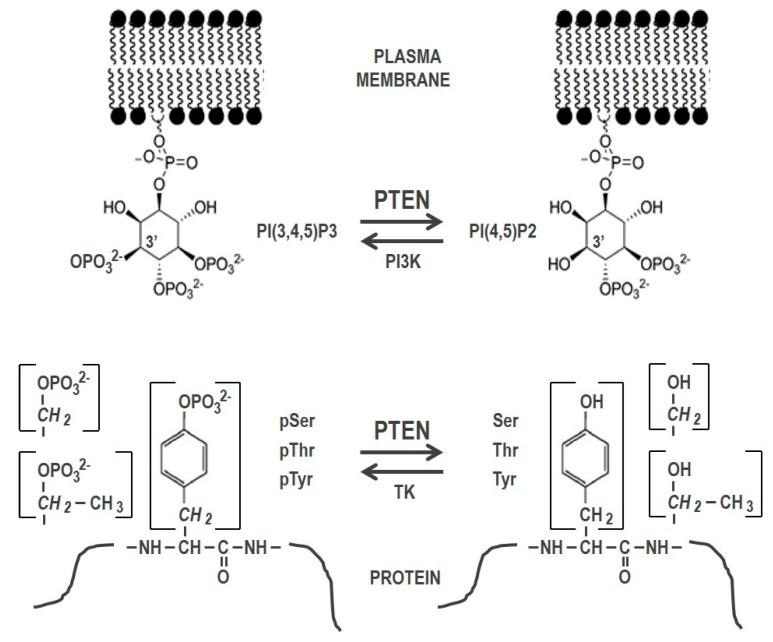 https://cdn.ncbi.nlm.nih.gov/pmc/blobs/f8b6/6017825/db070fdef3dc/molecules-23-00285-g001.jpg