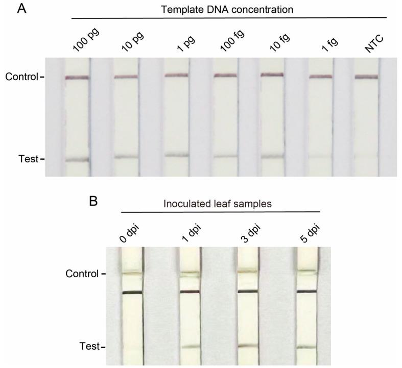 https://cdn.ncbi.nlm.nih.gov/pmc/blobs/f8b7/11121841/00c7f5266135/jof-10-00315-g005.jpg