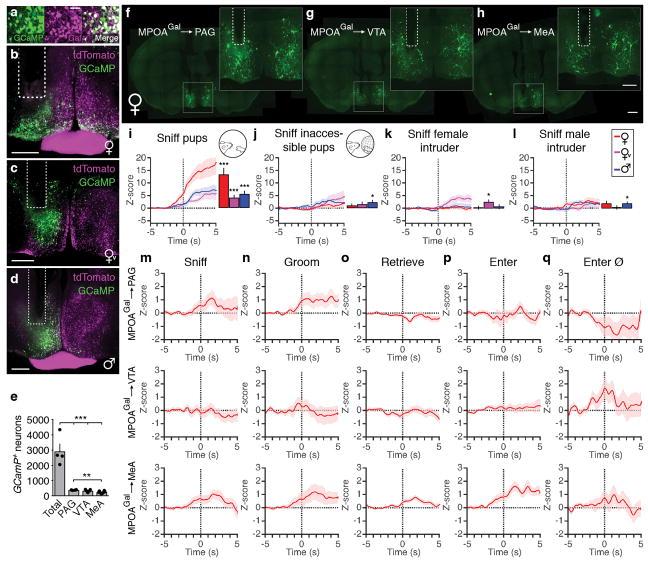 https://cdn.ncbi.nlm.nih.gov/pmc/blobs/f8b7/5908752/28fb2ddb31f1/nihms942949f11.jpg